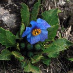 Blue Poppy, The National Flower of Bhutan